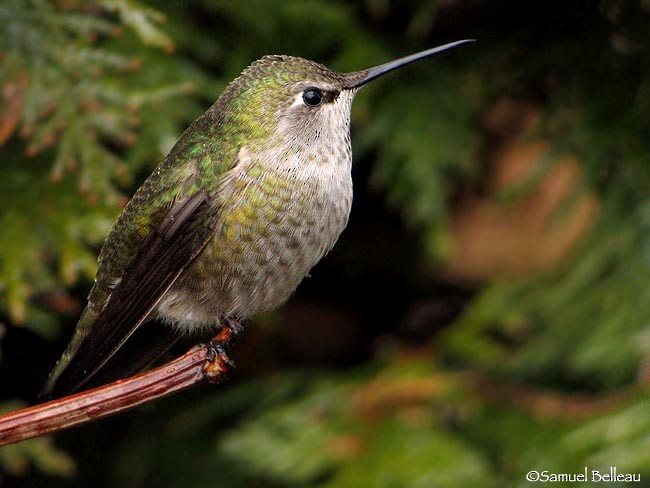 Anna's Hummingbird - ML388521441