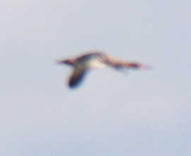 Red-breasted Merganser - ML388522131