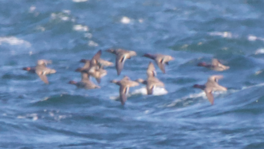 Green-winged Teal - ML388523291