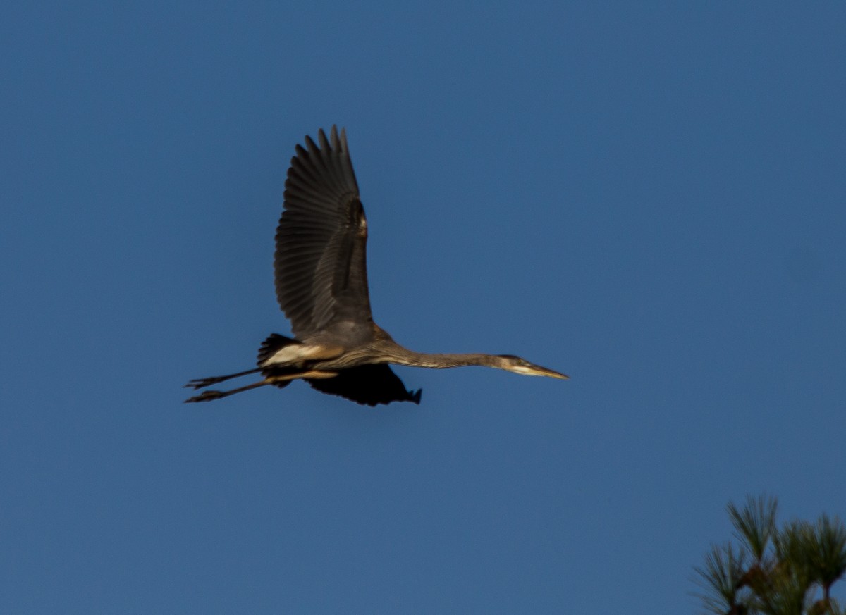 Great Blue Heron - ML38852441