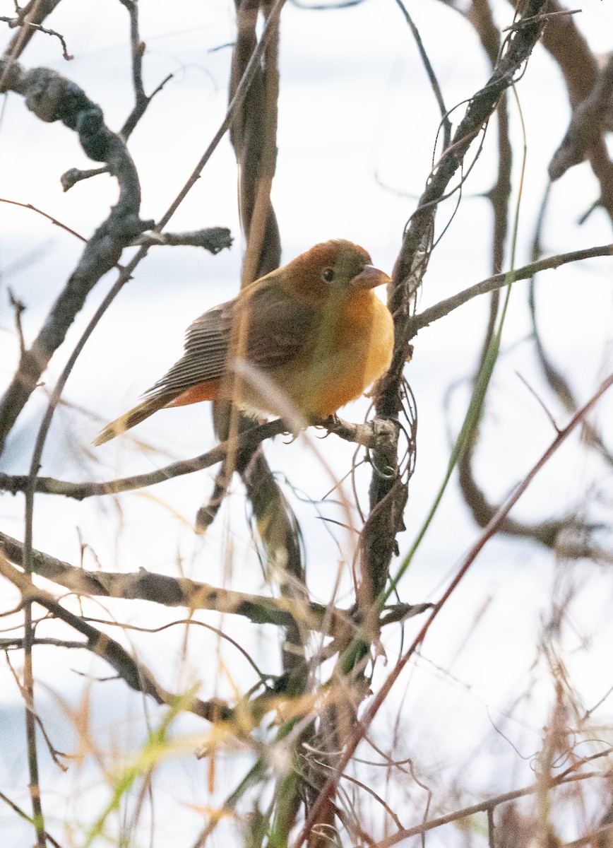 Kırmızı Piranga - ML388524771