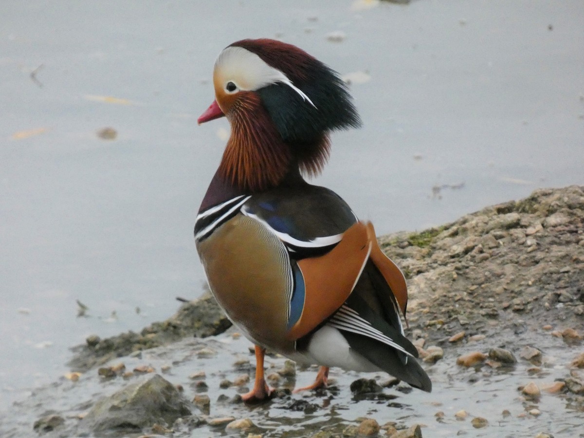 Mandarin Duck - ML388524931