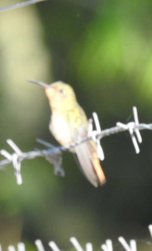 Gilded Hummingbird - ML388525221