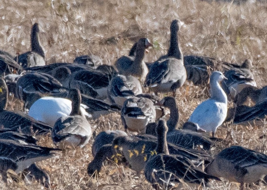 Ross's Goose - ML388526201