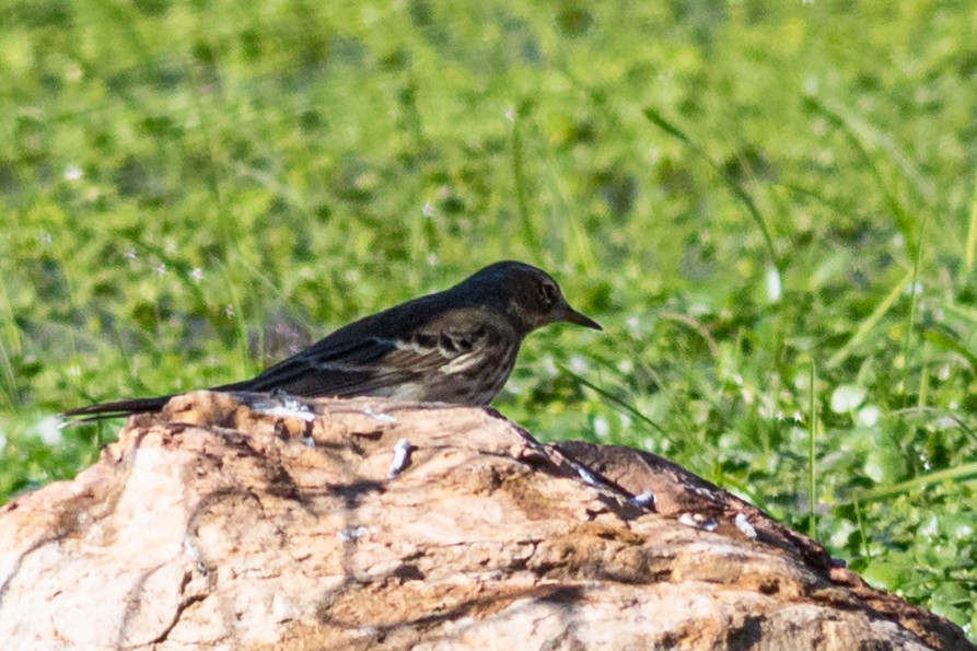 Water Pipit - ML388528251