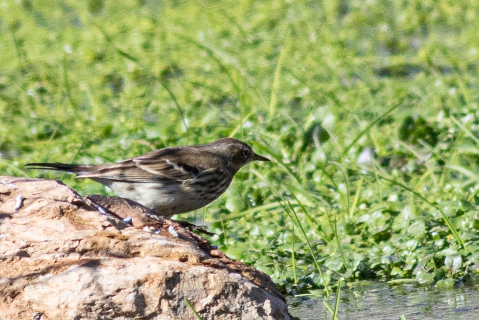 Water Pipit - ML388528291