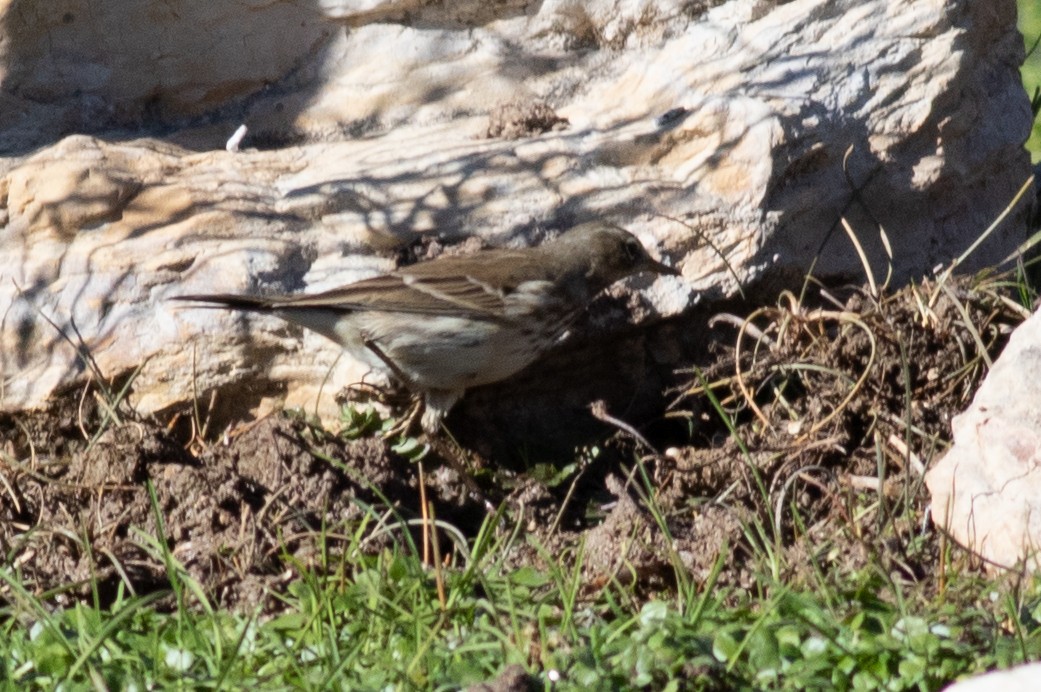 Water Pipit - ML388528301