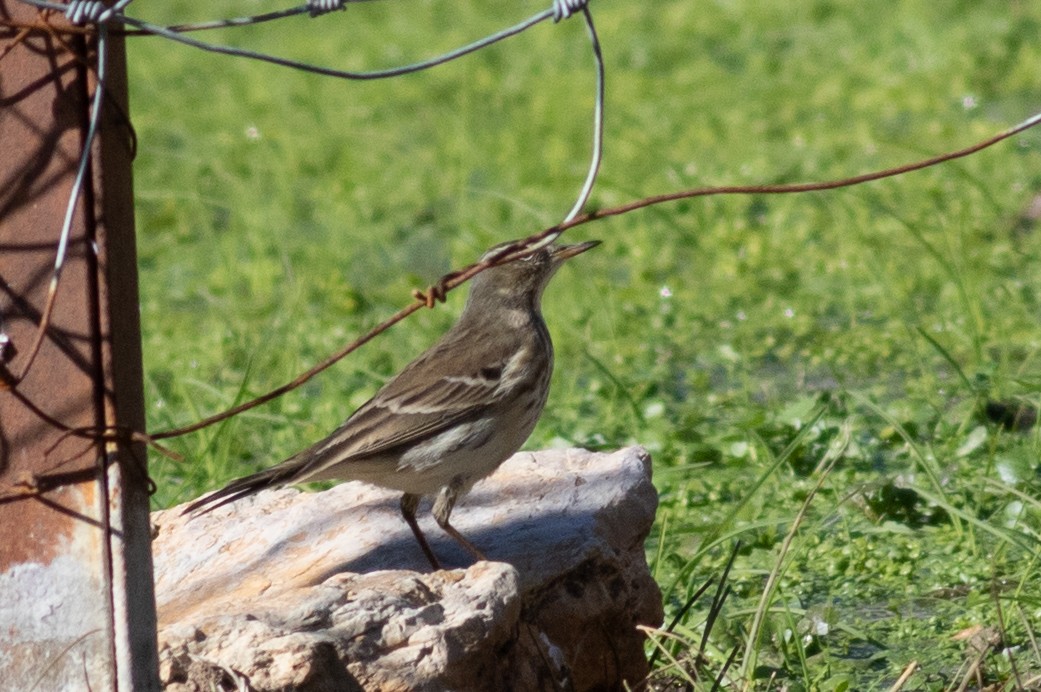 Water Pipit - ML388528311