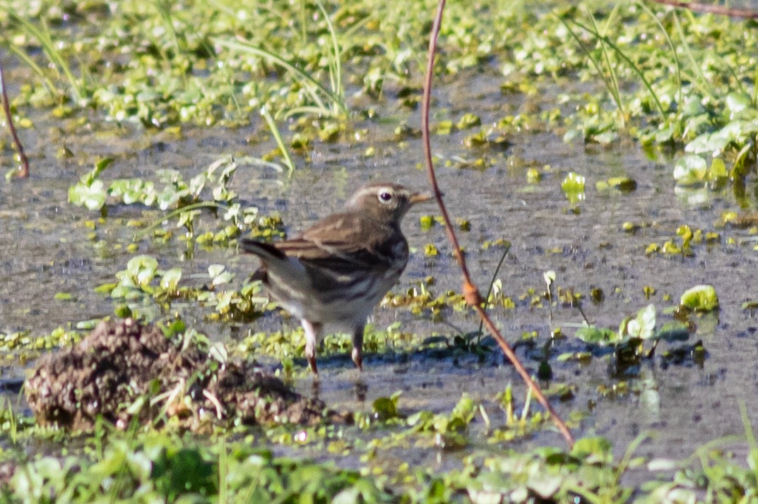 Water Pipit - ML388528321