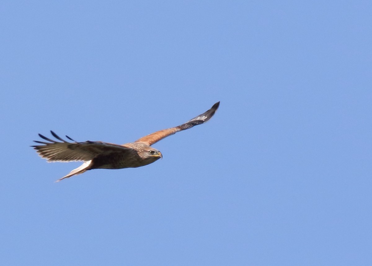 Ferruginous Hawk - ML388532271