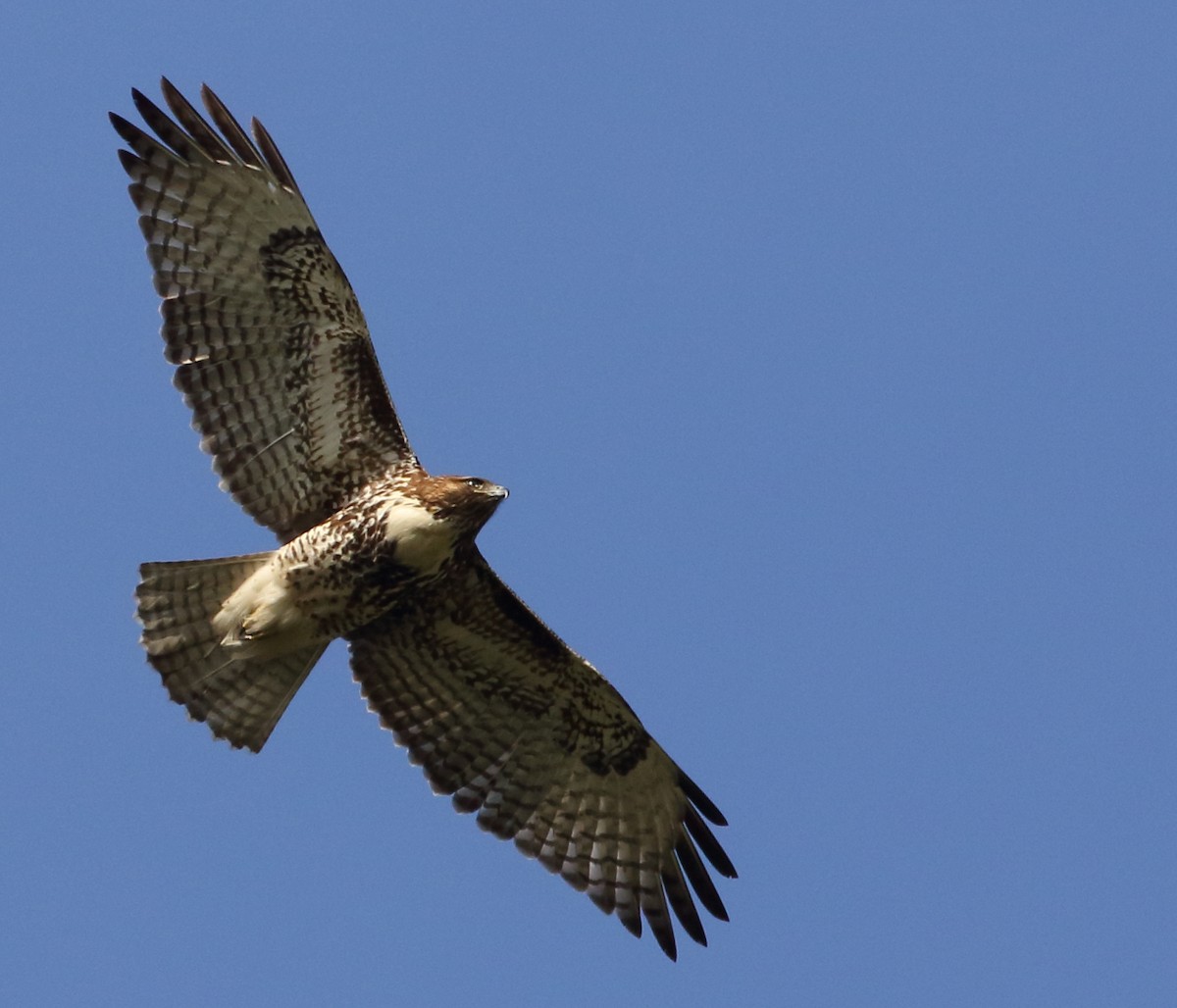 Red-tailed Hawk - ML388533181