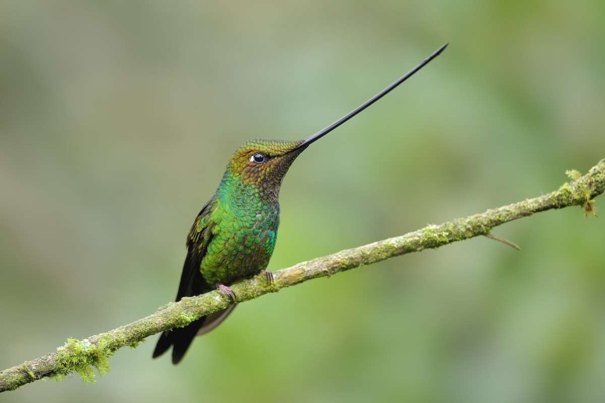 Sword-billed Hummingbird - Paul Maury