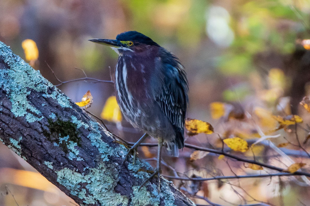 Green Heron - ML388533931