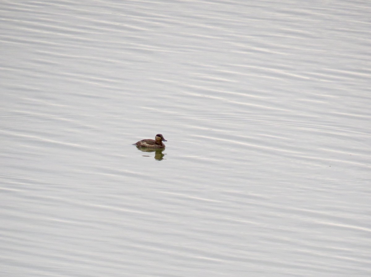 Ruddy Duck - ML38853561