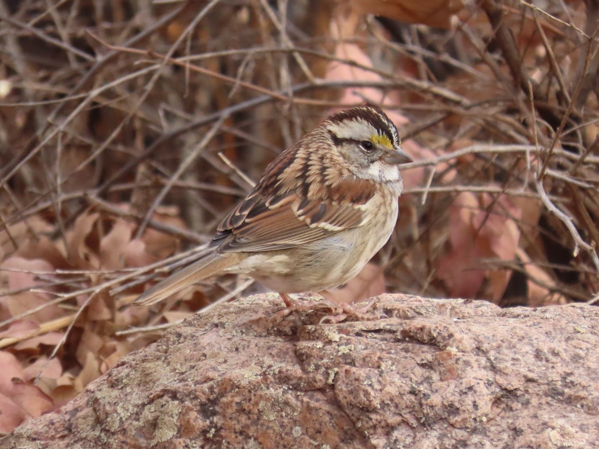 White-throated Sparrow - ML388535681