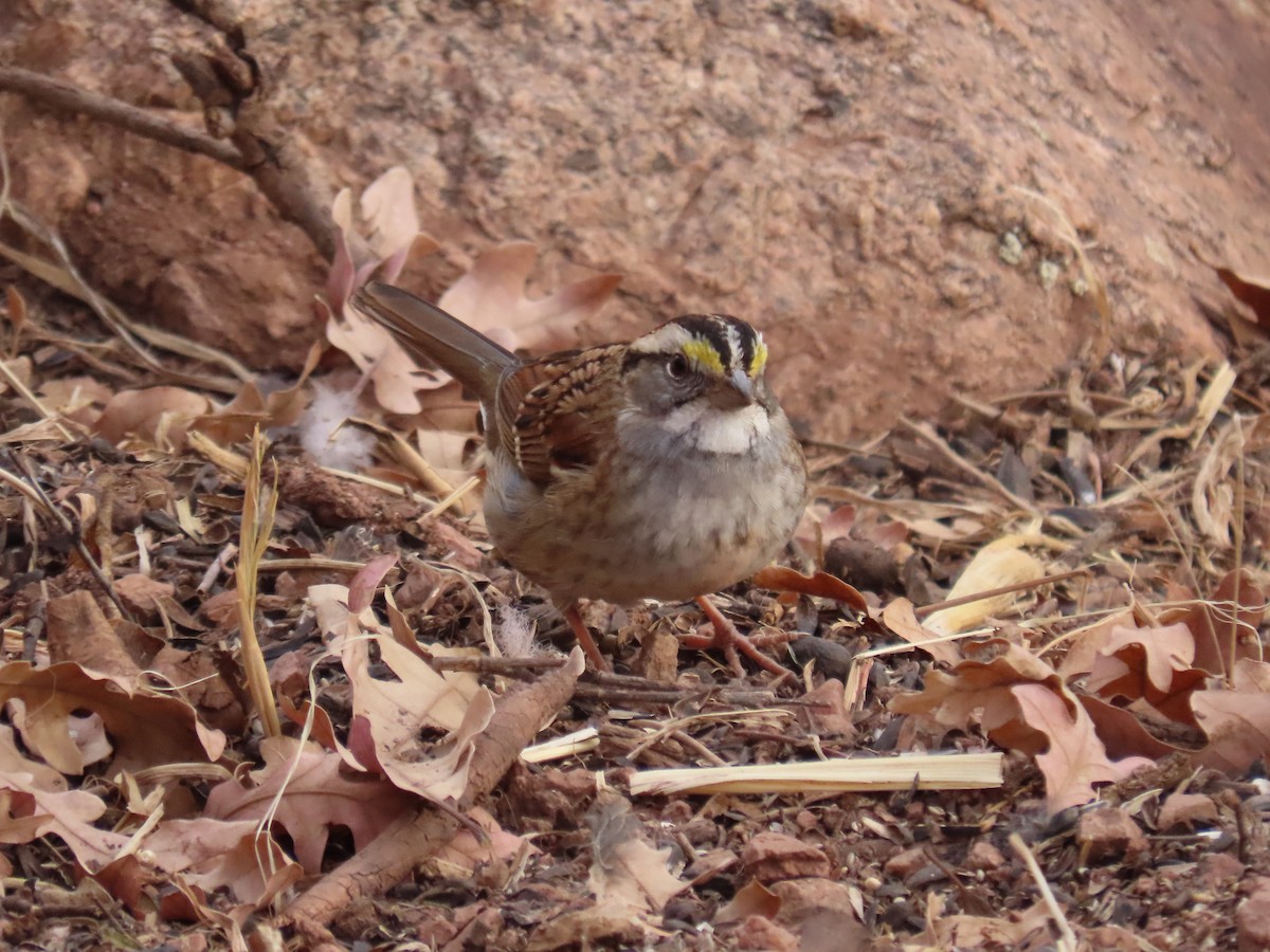 White-throated Sparrow - ML388535691