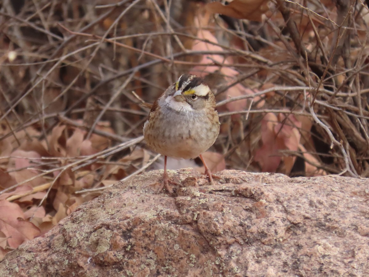 White-throated Sparrow - ML388535711