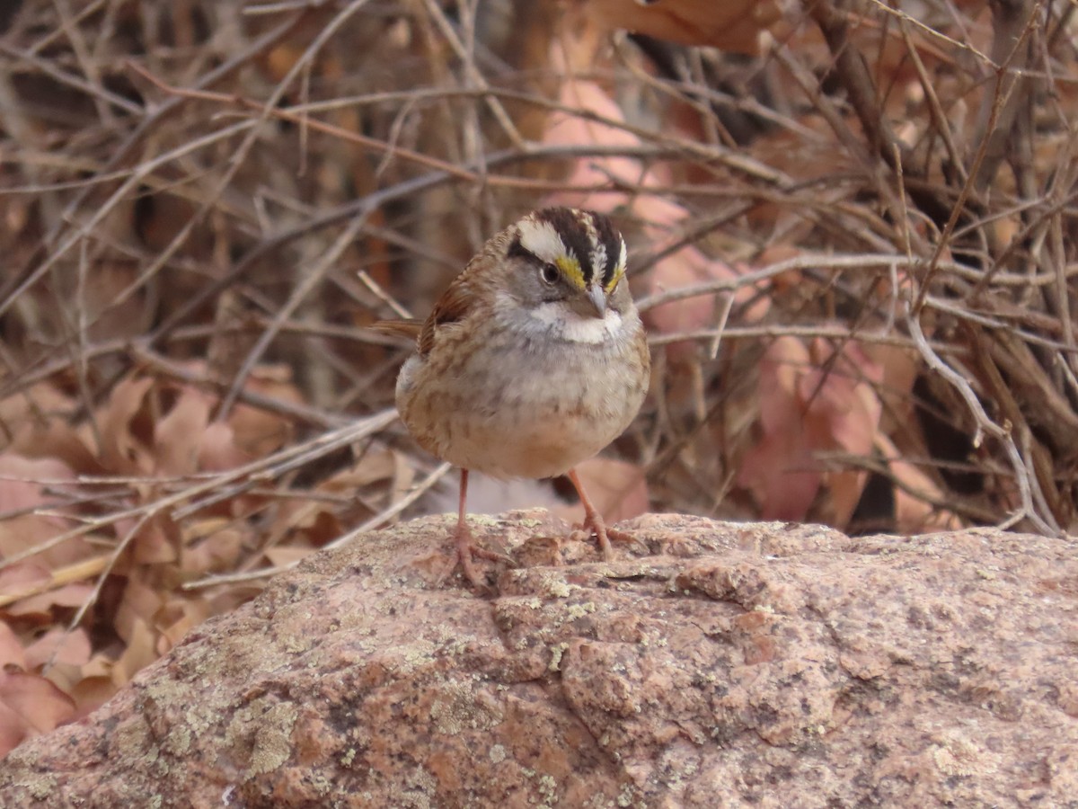 White-throated Sparrow - Kara L