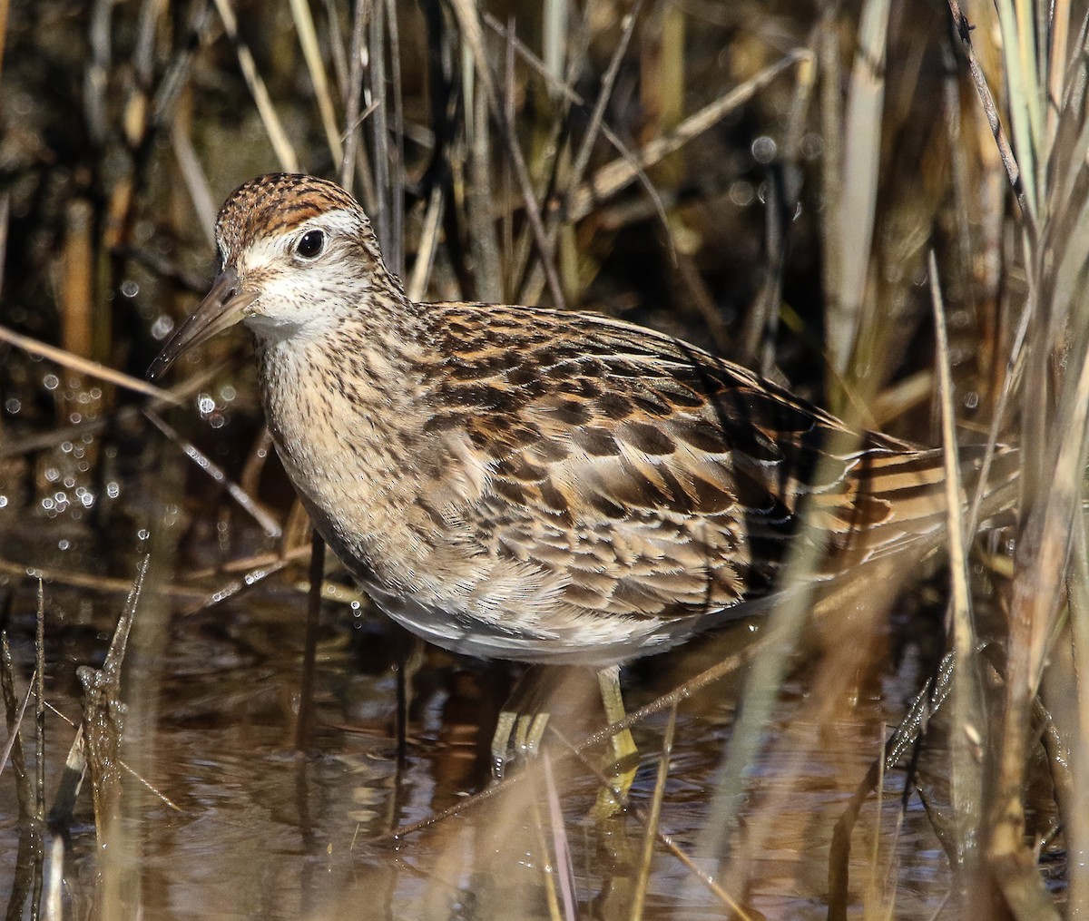 Sharp-tailed Sandpiper - Tom Younkin