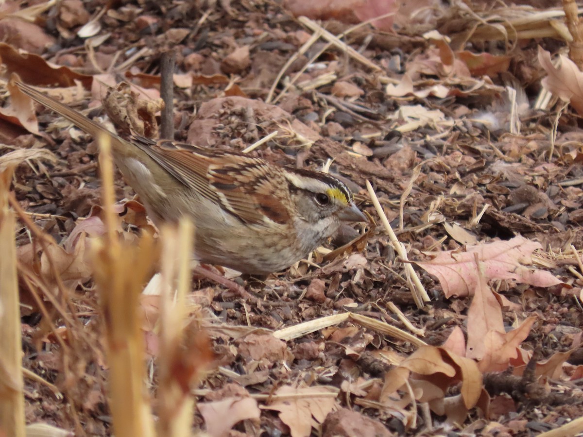 White-throated Sparrow - ML388535941