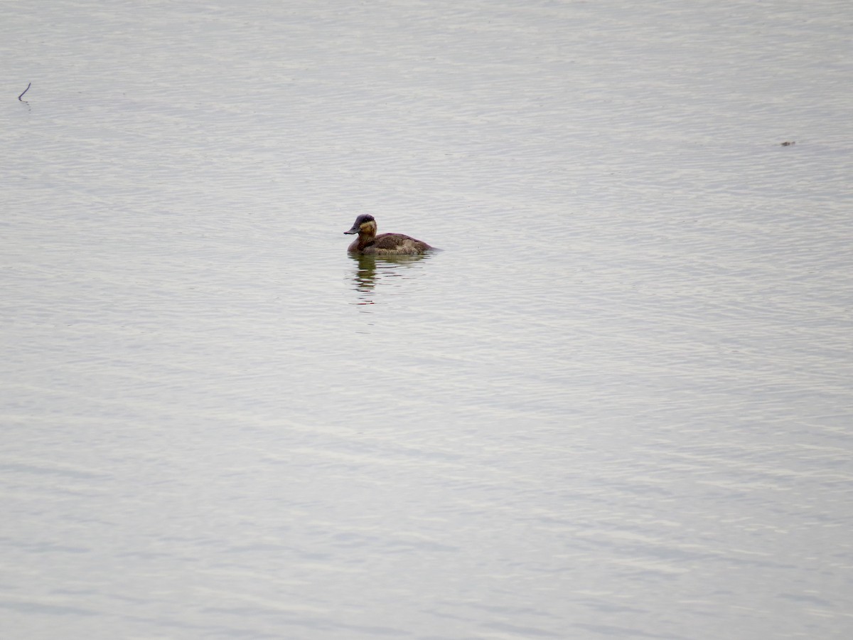 Ruddy Duck - Denis Tétreault