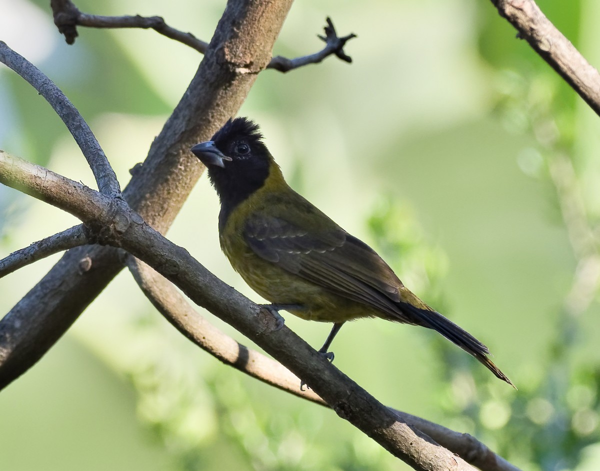 Crimson-collared Grosbeak - teambergie Bergstrom