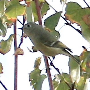 Ruby-crowned Kinglet - ML388537161