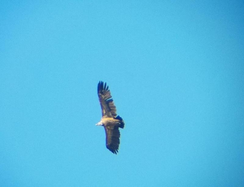 Eurasian Griffon - ML388538011
