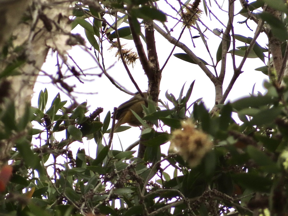 Summer Tanager - ML388538161