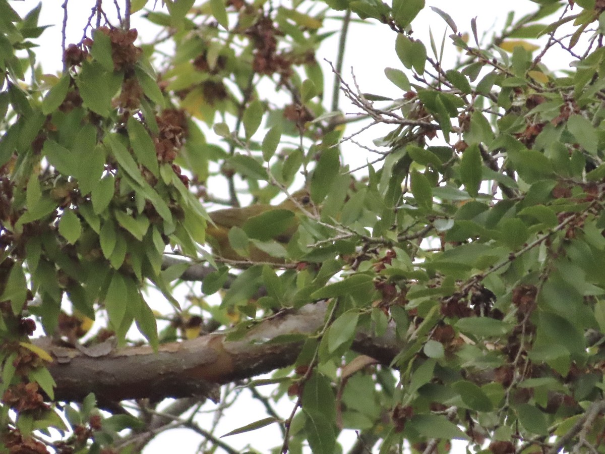 Summer Tanager - ML388538171