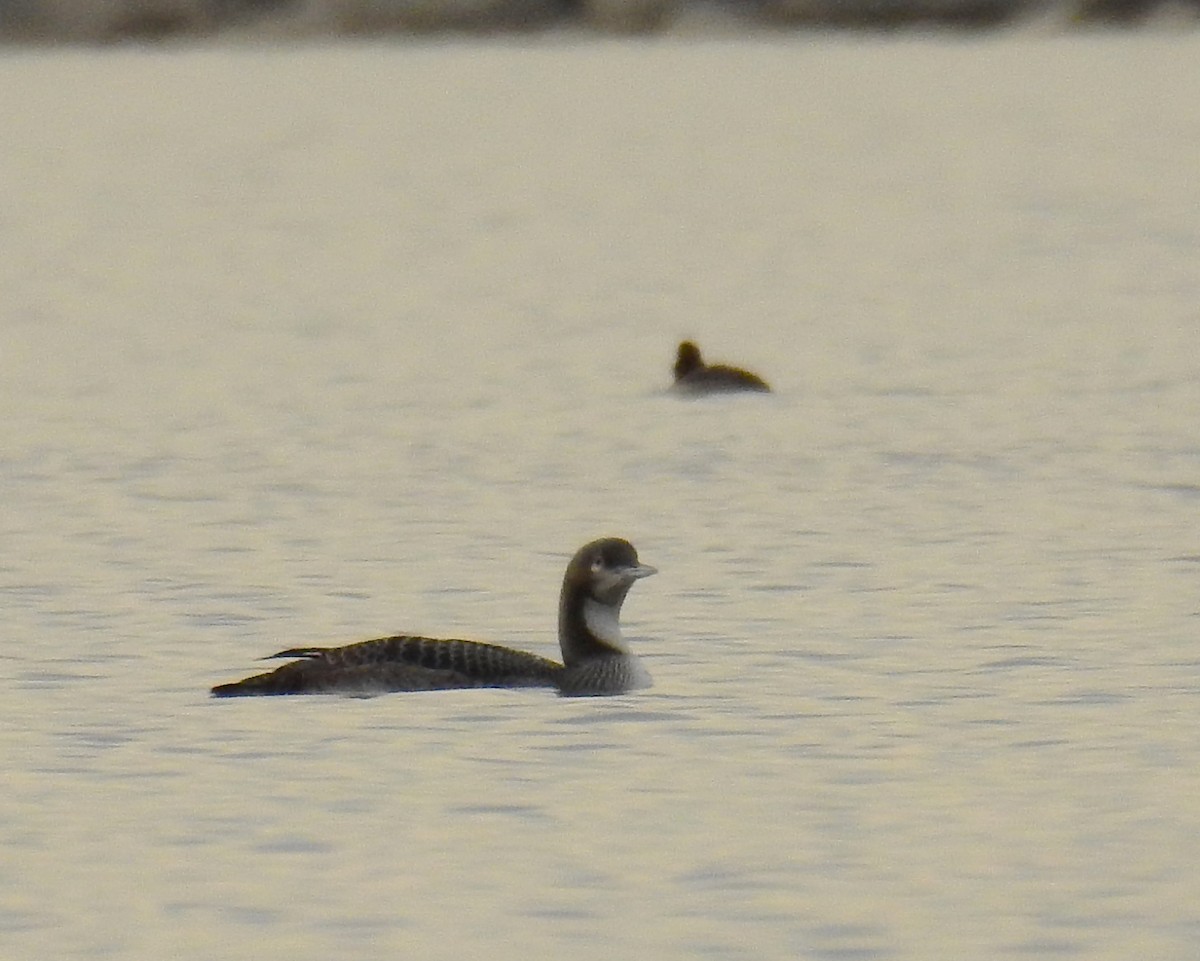 Pacific Loon - Sandy Aubol