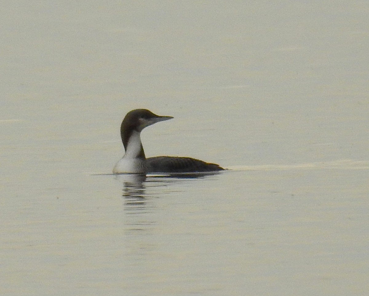 Pacific Loon - ML38853911