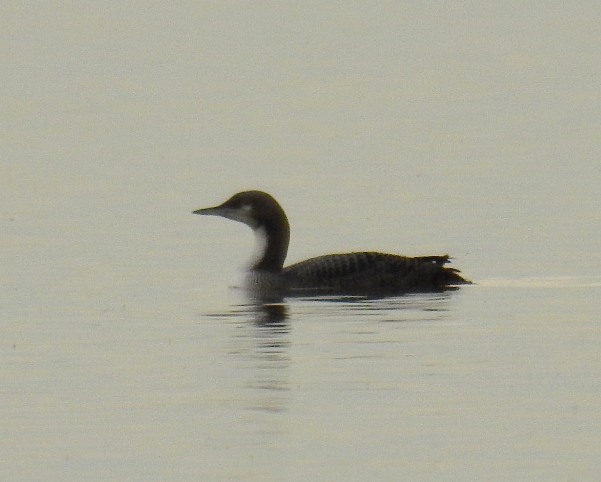 Pacific Loon - ML38853951