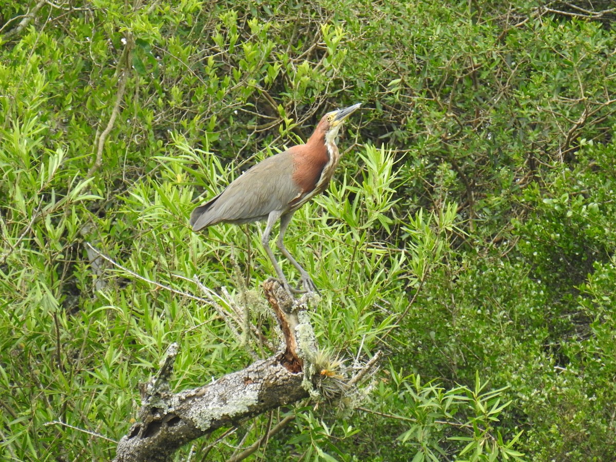 Rufescent Tiger-Heron - ML388539751