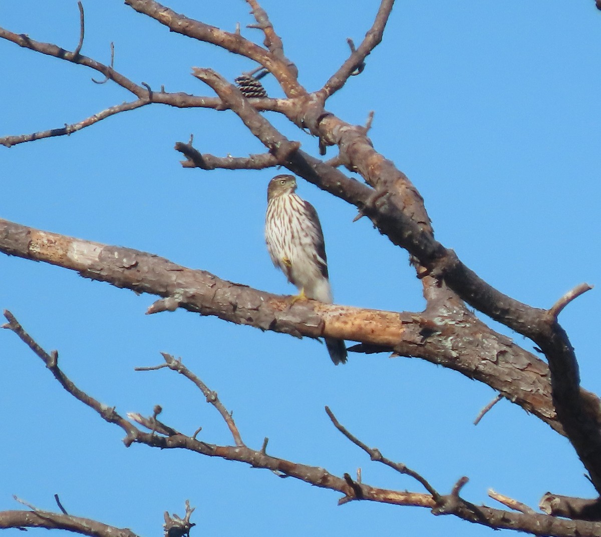 Cooper's Hawk - ML388540751