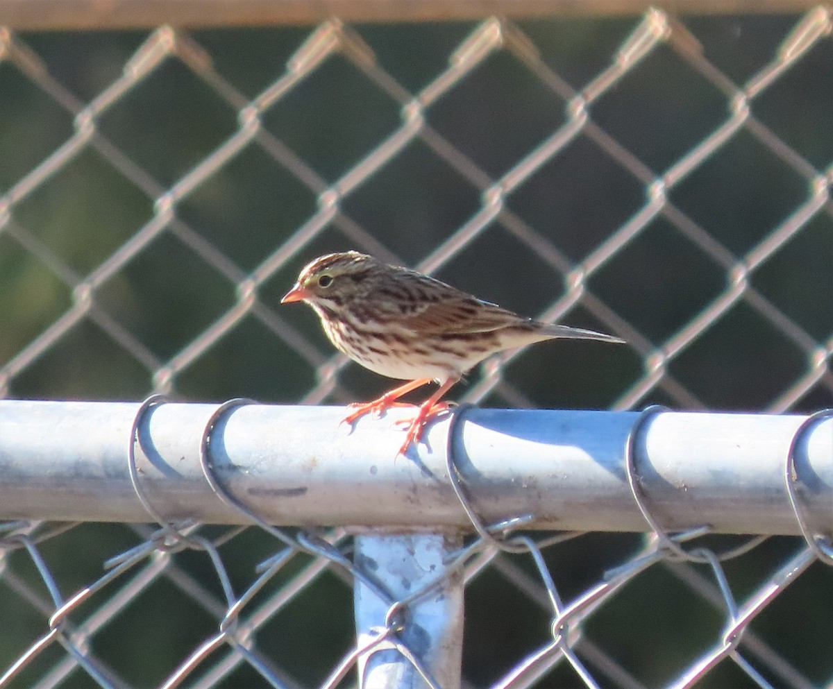 Savannah Sparrow - Lori Arent