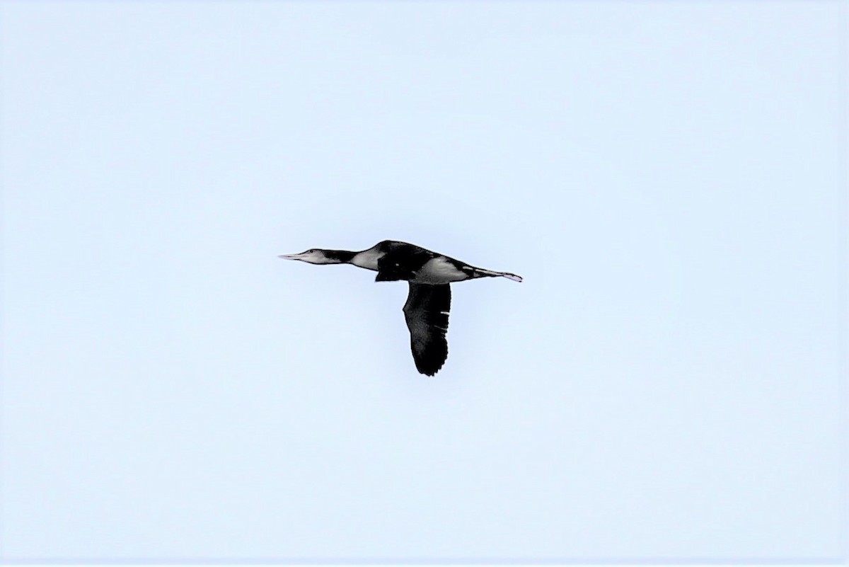 Common Loon - James Kerner