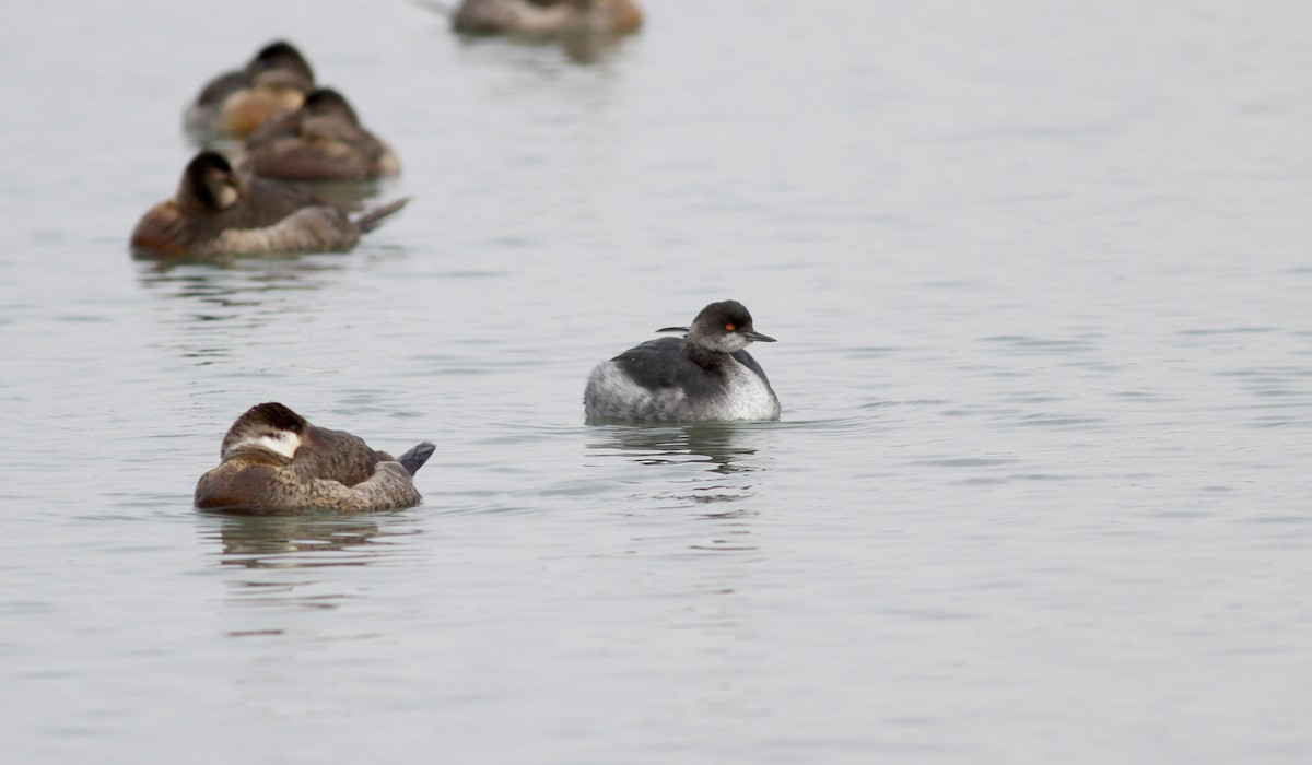 Eared Grebe - ML38854201