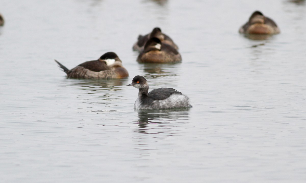 Eared Grebe - ML38854251