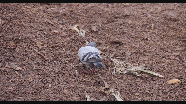 Rock Pigeon (Feral Pigeon) - ML388543051