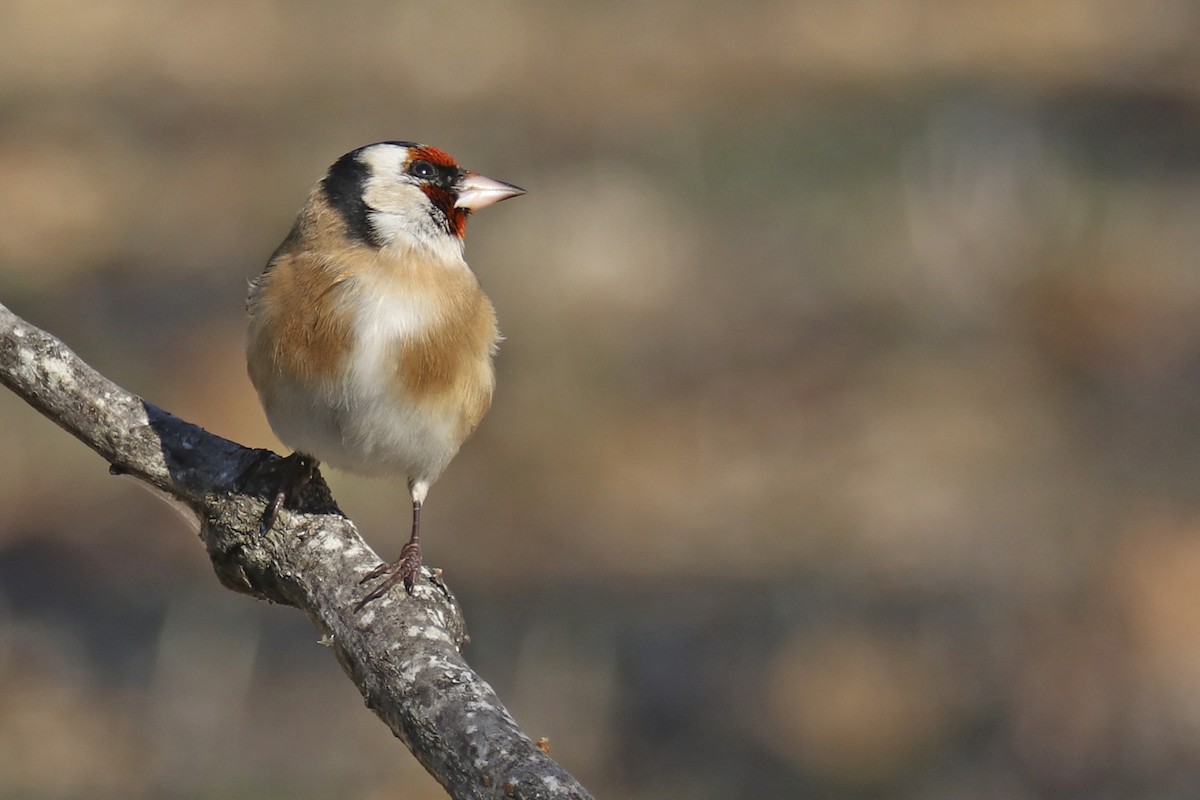 European Goldfinch - ML388544181