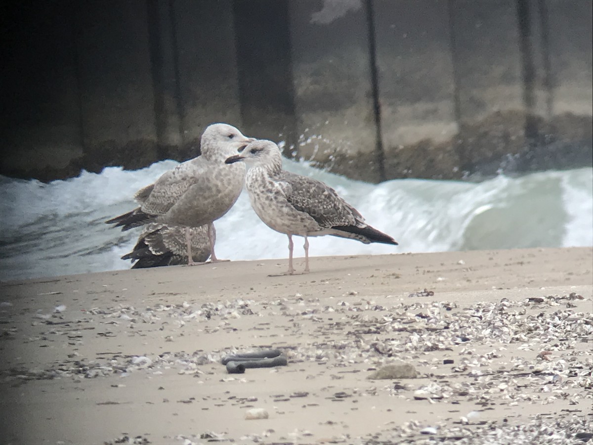 Lesser Black-backed Gull - Andrew Stewart