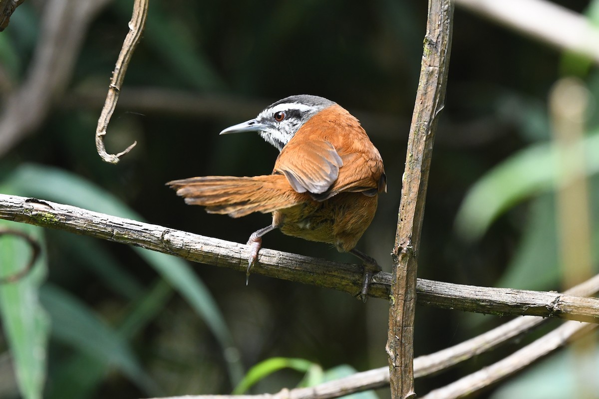 Inca Wren - ML388545341