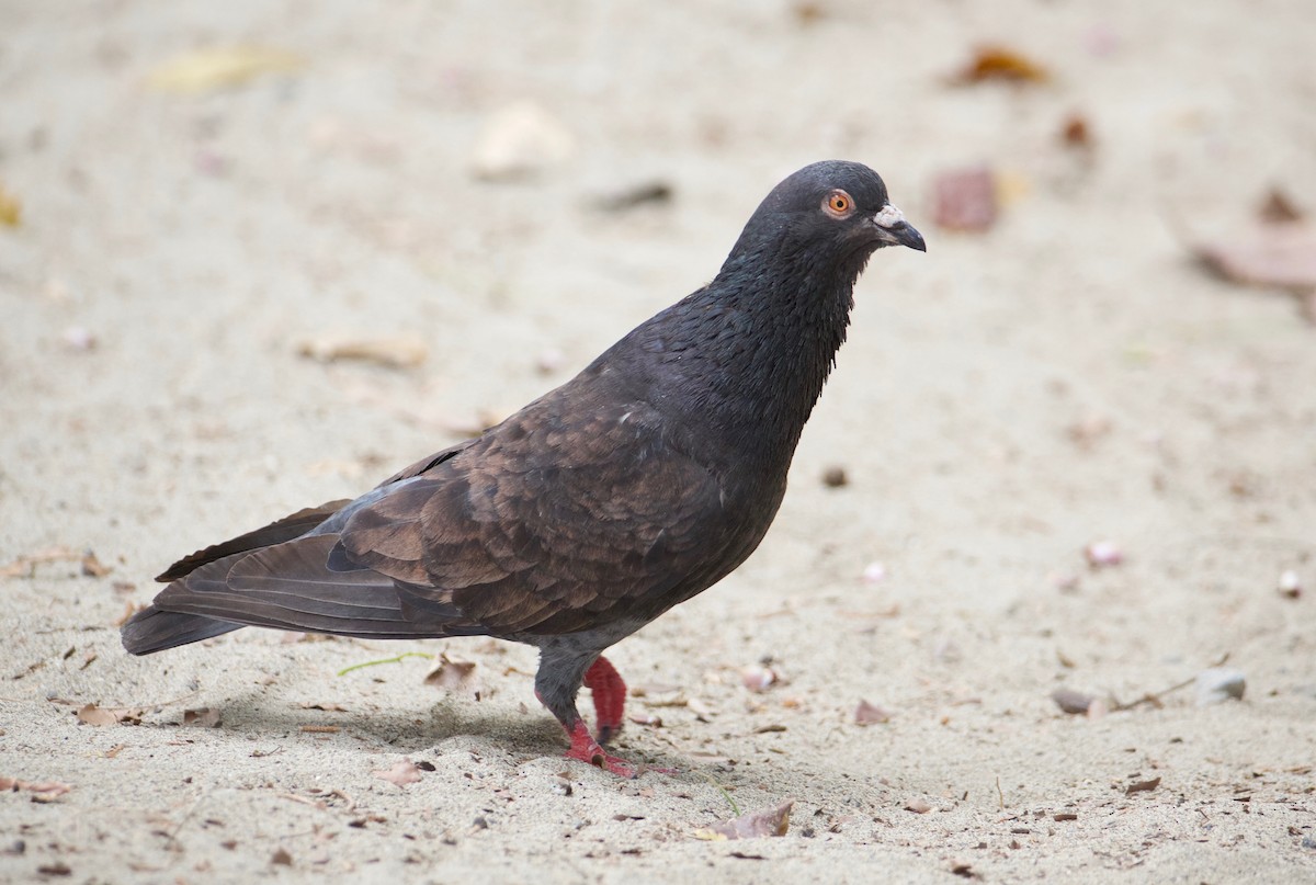 Rock Pigeon (Feral Pigeon) - ML388545581