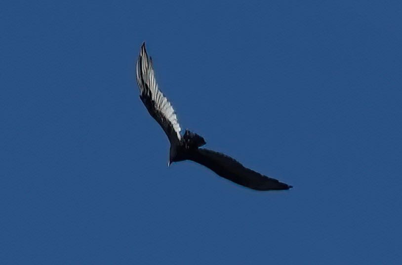 Turkey Vulture - ML388545861