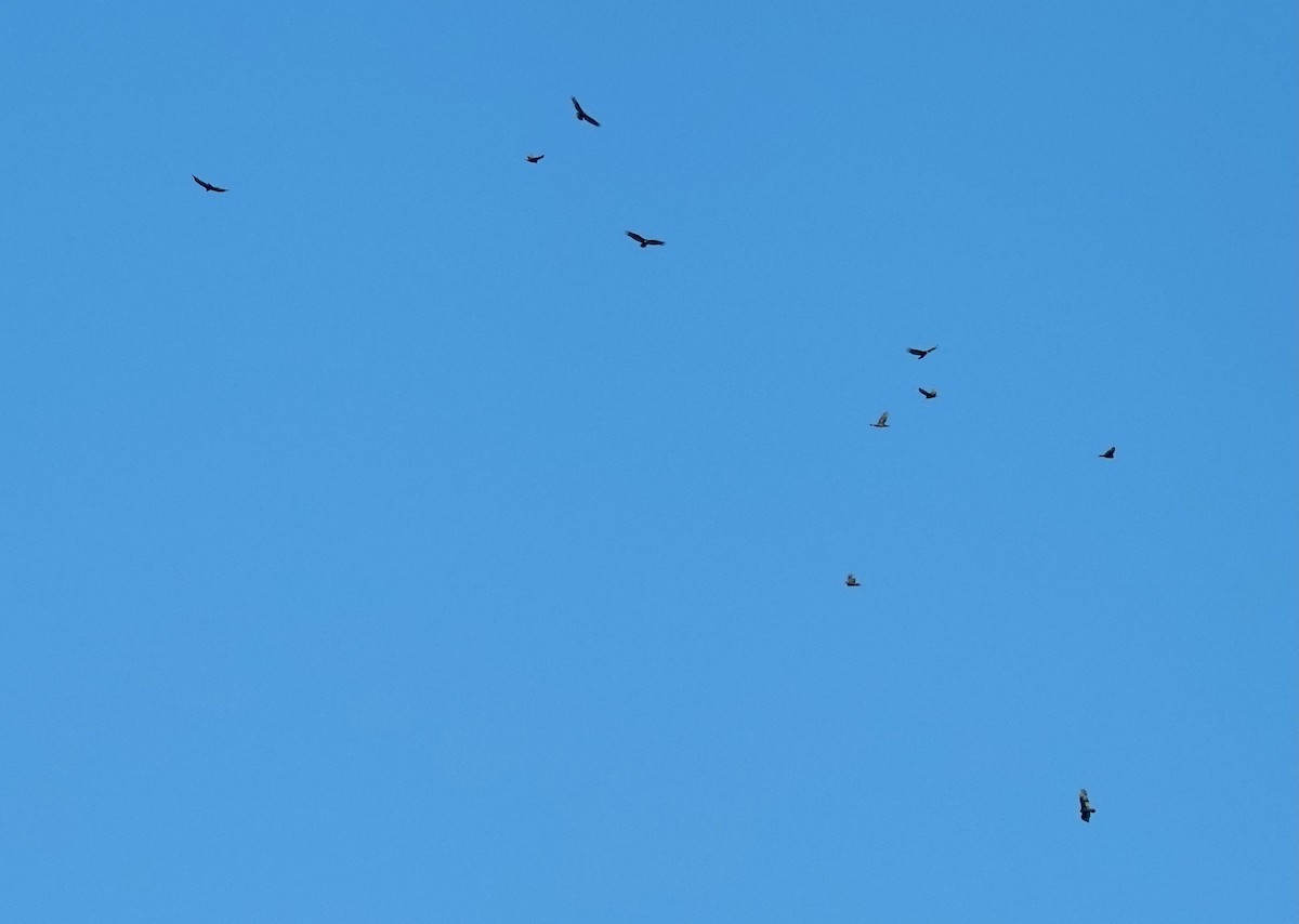 Turkey Vulture - ML388545871