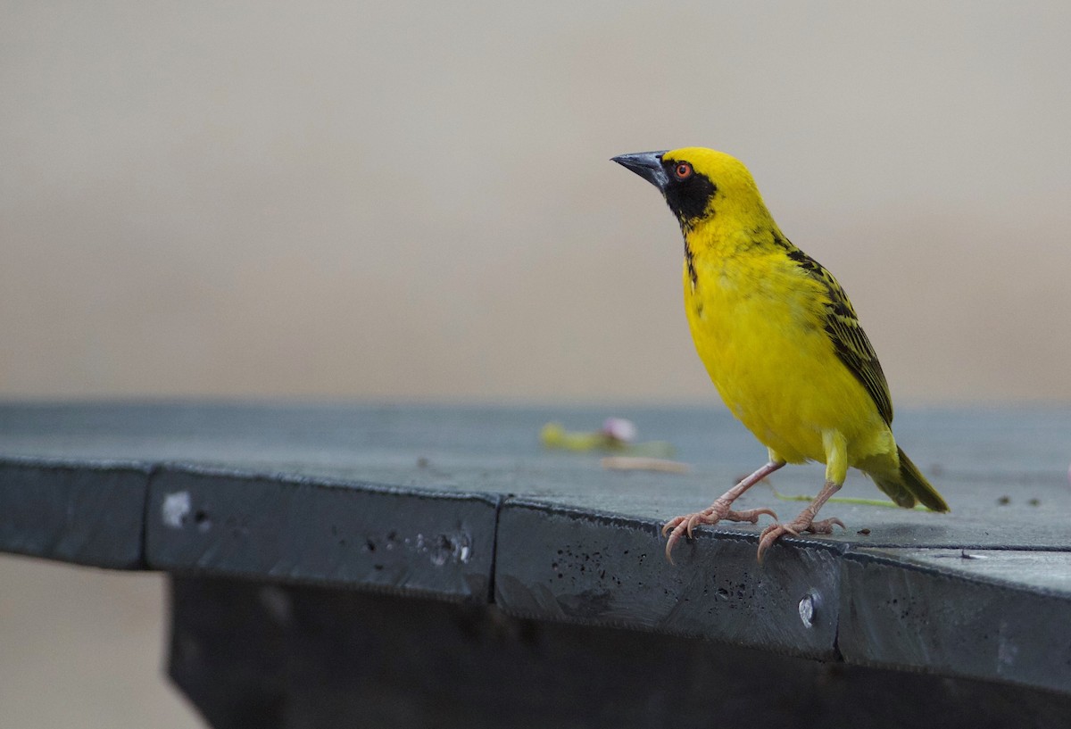 Village Weaver - Eric Barnes