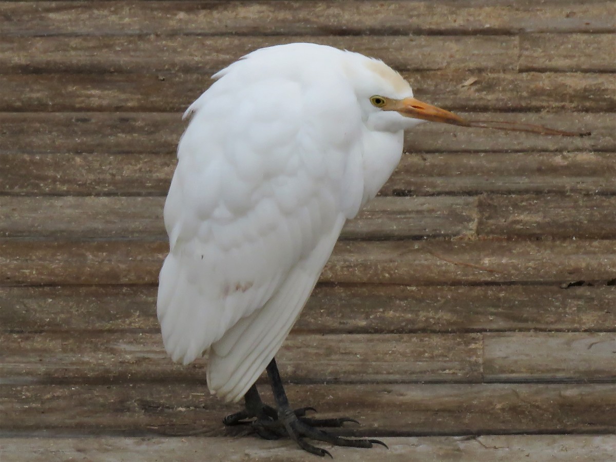 Western Cattle Egret - David and Regan Goodyear