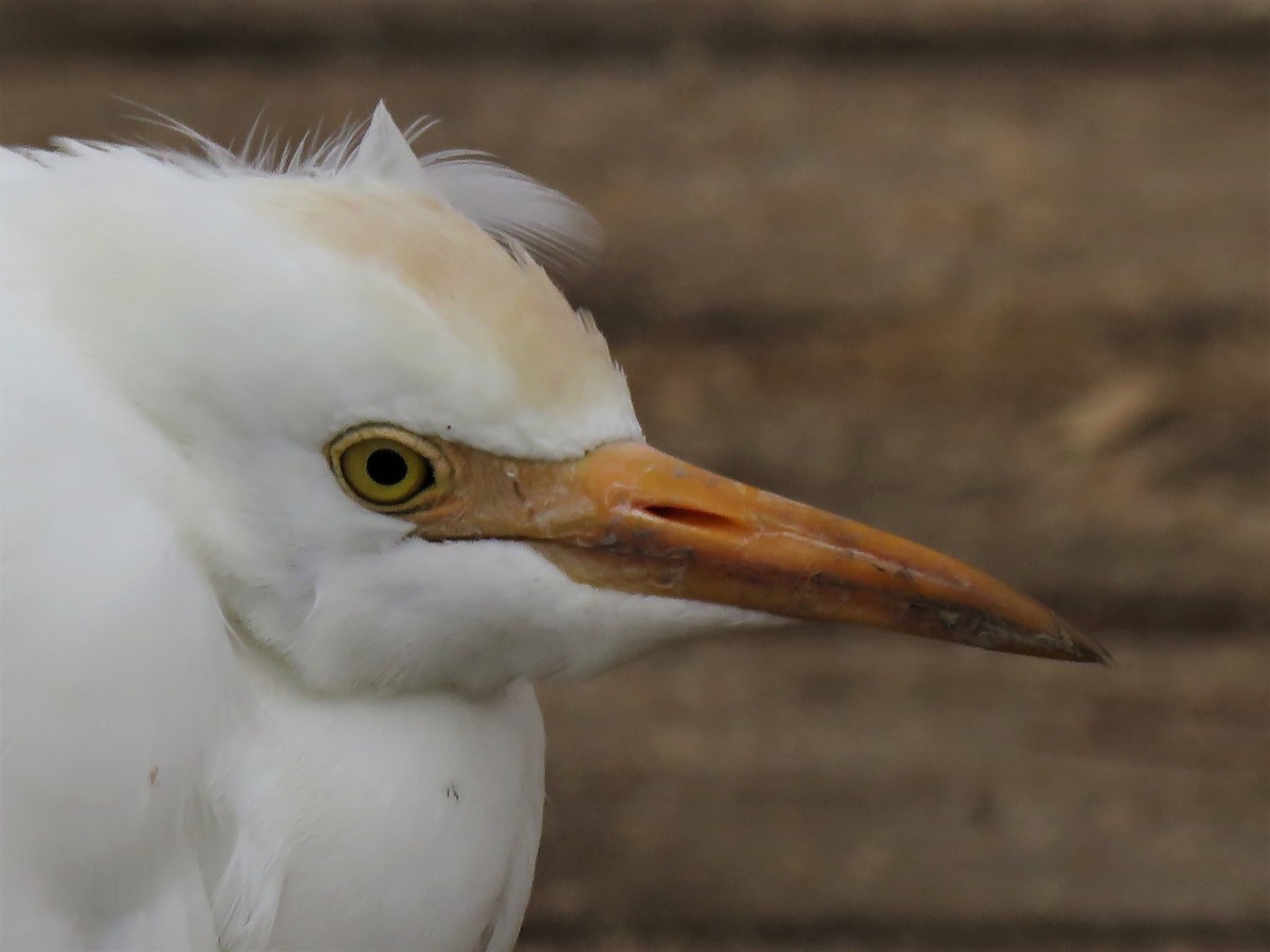 Western Cattle Egret - David and Regan Goodyear