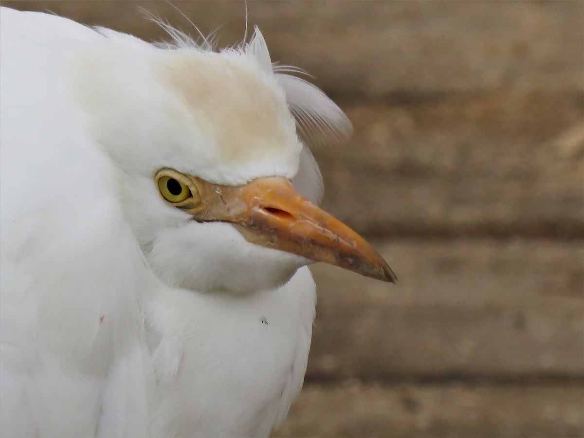 Western Cattle Egret - David and Regan Goodyear